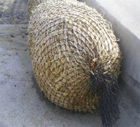 Straw Wattle